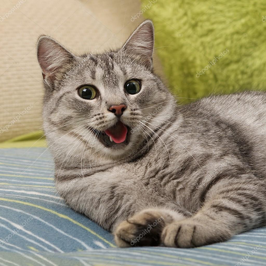 A domestic shorthair cat with dilated pupils and its mouth open in