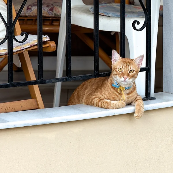 Small cute cat on siesta time, cat resting, cat in street on sunny day, lazy cat on day time,wild cat, little brown cat outside,cat isolated in blur background in the village,poor light, street cat — Stock Photo, Image