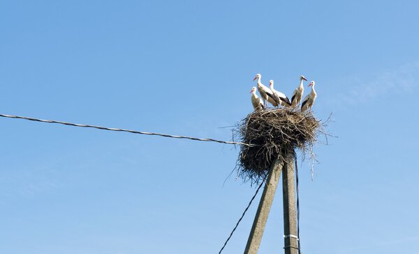 Many storks in the nest ion sunny summer day, storks family, baby bird, many birds in the nest, storks, migration, birds migration, huge nest and 5 storks
