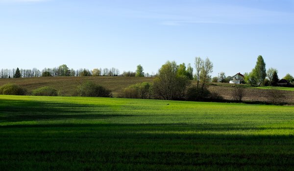 Grass field with one tree on light blue sky background. Colorful landscape view in spring time. Fresh green field. Lithuanian landscape.One tree in the field