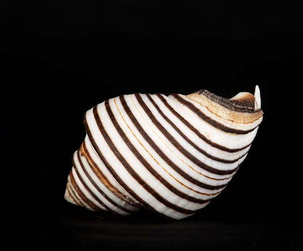 在黑暗的背景，广告和文本的空间中孤立的贝壳 — 图库照片