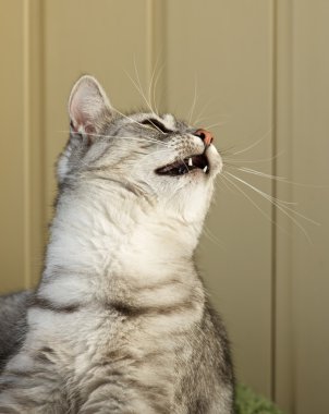 Kedi portre yakın kadar öfkeli kedi portre yakın kadar doygunluğu azaltılmış fotoğraf, meraklı arıyor, açık renkli ve reklam ve metin, kedi kafası için alan kedi