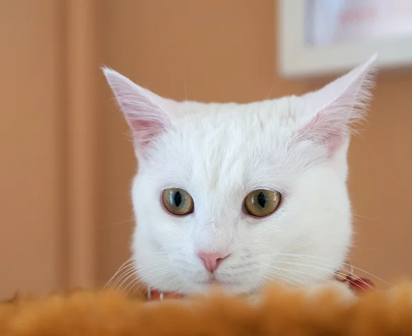 Serious cat, white cat, animal refuge, white kitten