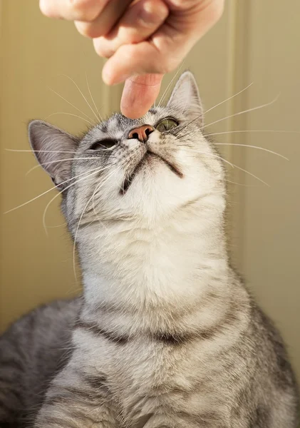 Gatto curioso e divertente alzando gli occhi, guardando il gatto da vicino, Ritratto di gatto da vicino — Foto Stock