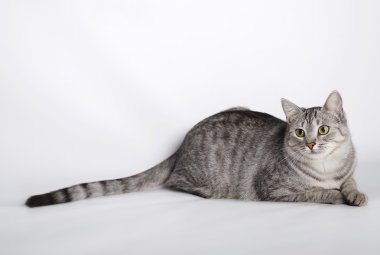 Kedi, küçük kedi, yerli kedi, meraklı kedi, kedi portre Studio