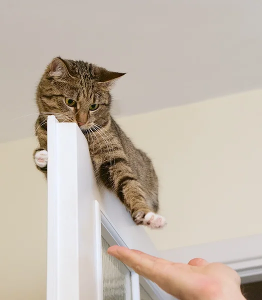 Cat, resting cat on the top of door in black light background, mute funny cat close, small sleeply lazy cat, domain cat, relaxing cat, cat resting, lazy cat on day time, selective focus to the face — стоковое фото