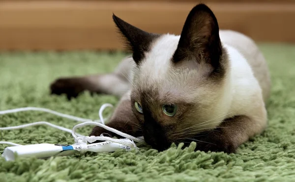 A thai cat is a traditional or old-style siamese cat, Siamese cat in natural domestic background, playing cat, young cat — Stock Photo, Image