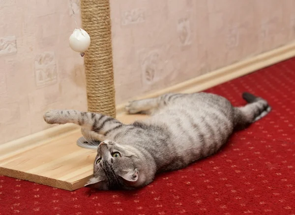 Jugar gato en un violeta rosa fondo doméstico, gato curioso, gato doméstico, pequeño gato jugando con pelota en el apartamento, gato divertido en un apartamento — Foto de Stock