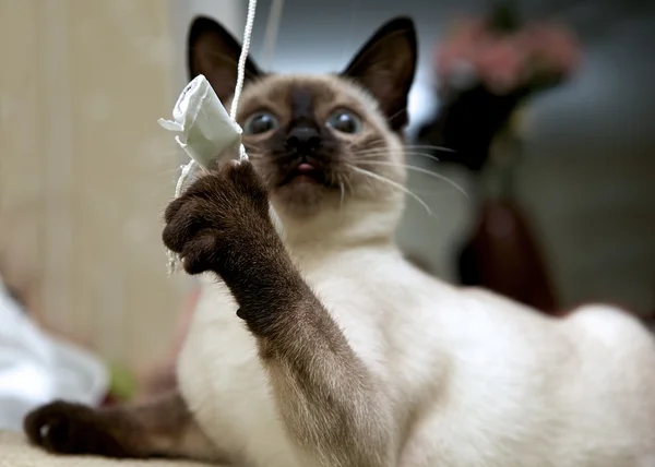 Um gato tailandês é um gato siamês tradicional ou de estilo antigo, gato siamês em fundo doméstico natural, jogando gato, gato jovem — Fotografia de Stock