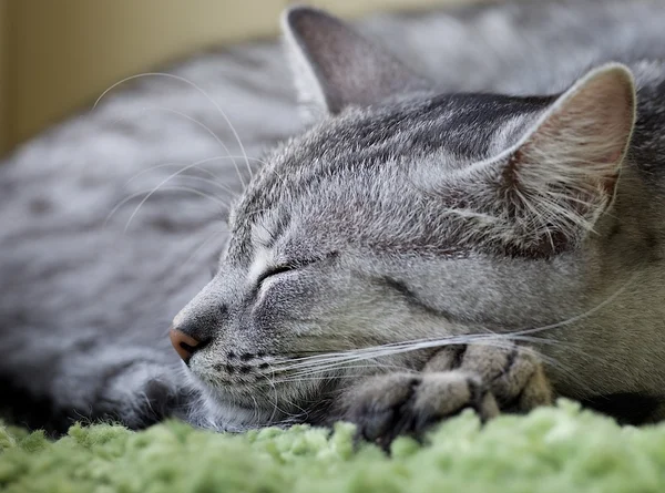Slaperig rust jonge kat — Stockfoto