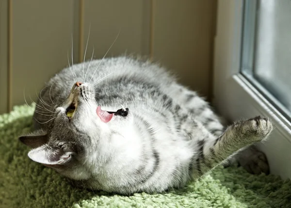 Gato bocejando de perto no fundo borrão, gato sonolento, gato grande cinza, gato engraçado no fundo doméstico, tempo de siesta, gato relaxante, gato curioso, gato com boca aberta, foto dessaturada, gato no terrasa — Fotografia de Stock