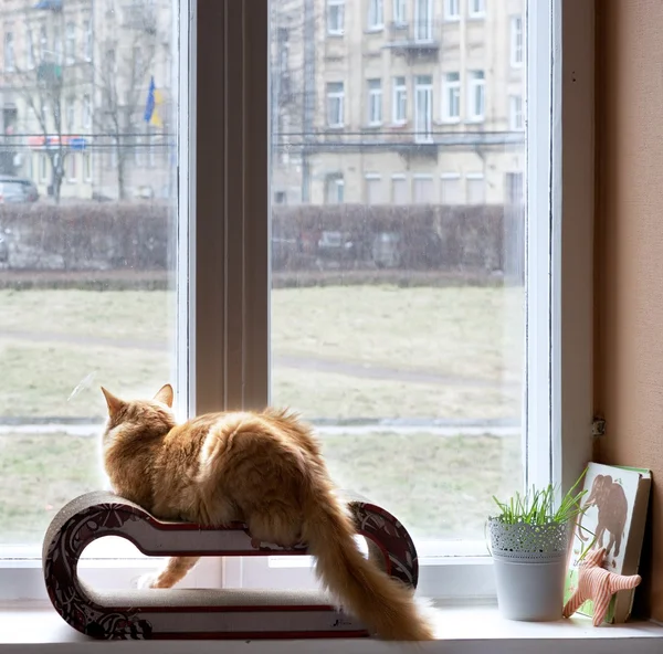 Kočka při pohledu z okna na ulici v západu slunce teplé pozadí, kočka domácí, kočka domácí — Stock fotografie