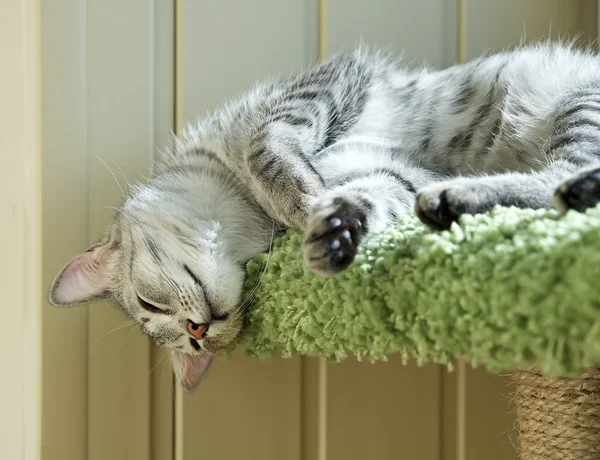 Schlafende Katze auf Balkon in natürlichem Heimathintergrund, faule Katze in Nahaufnahme, kleine schläfrige faule Katze, tagsüber faule Katze, Haustier, lustige Katze im häuslichen Hintergrund, Siesta-Zeit, ungesättigtes Foto — Stockfoto
