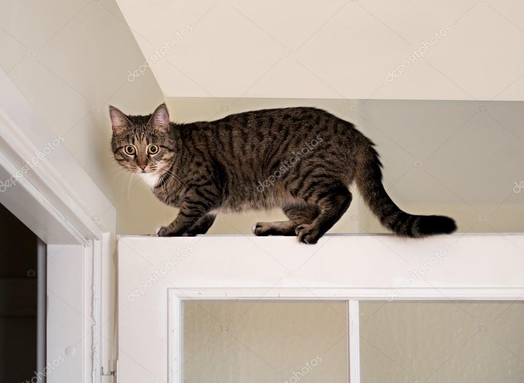 cat on top of door