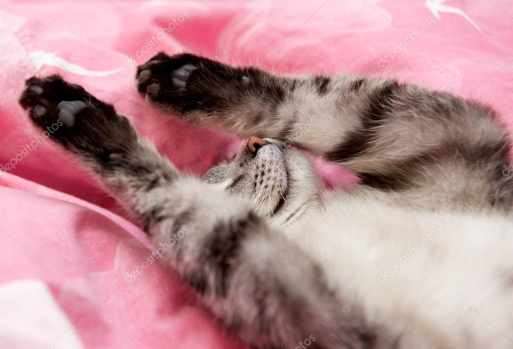 Sleeping cat in blur background, cat in bed, funny sleeping cat, cat