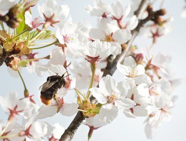 Yeşil yaprakları ve beyaz elma ağacı doku çiçekleri. Güzel elma ağacı yakın kadar Litvanya'da, Bahar arka plan, beyaz elma ağacı çiçeği, gürültülü, taze doğa parçası