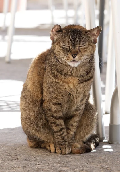 Gatto selvatico di strada in sfondo naturale sfocato, gatto triste, gatto malato di strada, problema sociale — Foto Stock