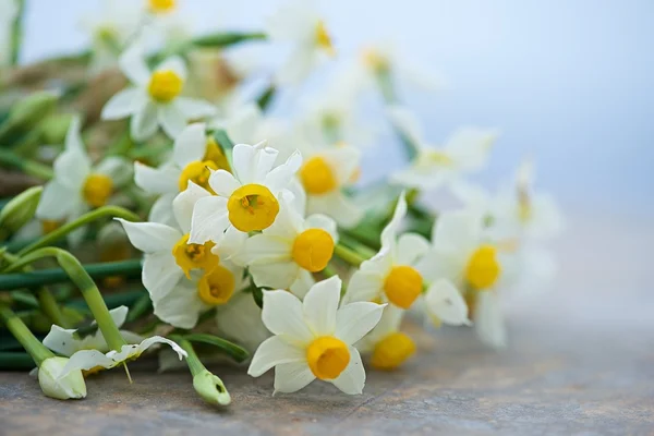 Pěkný bílý Narcis světlé rozmazané pozadí v předjaří, maltské Narcis, narcis, kvetoucí narcisy na přirozené pozadí — Stock fotografie