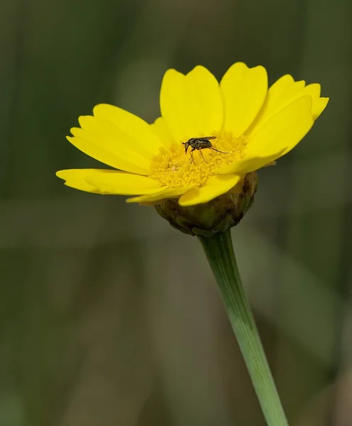 Yellow flower with mosquito in blurry beautiful grainy background, yellow flower in early spring, maltese flora — Stock Photo, Image