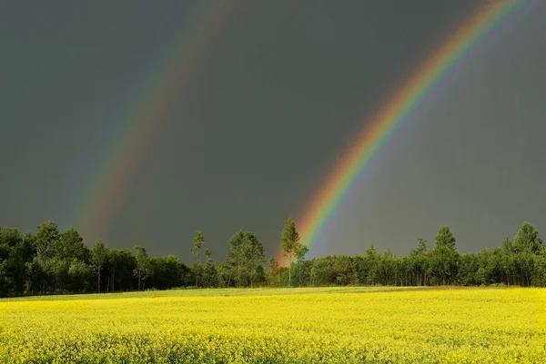 Doble arco iris y campo amarillo en primavera, paisaje lituano —  Fotos de Stock