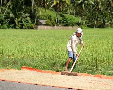 Bohol, Filipinler - 3 Şubat: Pirinç Bohol Adası, Filipinler, 3 Şubat 2013 de yol kurutma adam pirinç alanında çalışan adam. Erkekler çalışma Bohol Adası, Filipinler doğa, Asia.Daily hayat