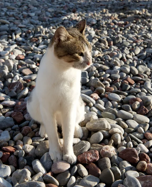 Katzenporträt in Nahaufnahme, ernst aussehende Katze im verschwommenen Hintergrund mit Platz für Werbung und Text, Katze am Abend am Strand sitzend, Straßenkatze am Strand, traurige Katze, Wildkatze — Stockfoto