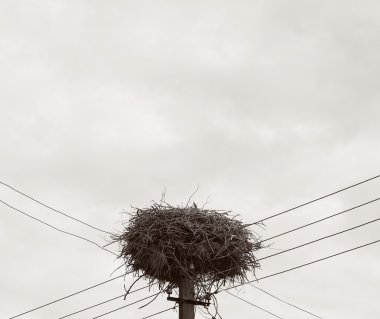 One stork in the nest in summer day, storks nest and family, stork mother in the nest, stork nest, migration, birds migration, huge nest, sepia photo, baby bird, vintage photo, family concept