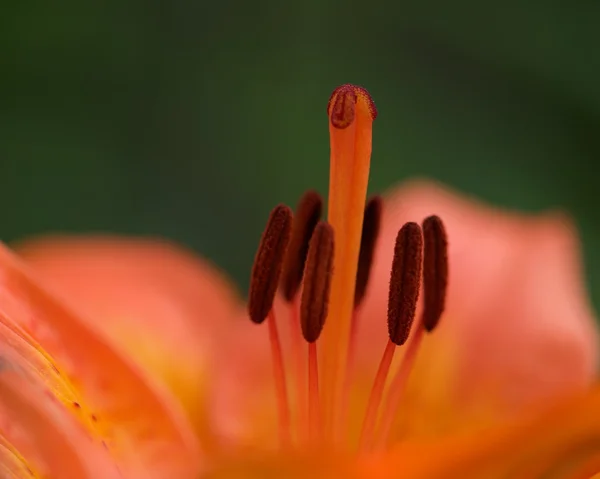 オランダカイウユリ花フラグメントの写真すぐオランダカイウユリの芸術的な写真を — ストック写真