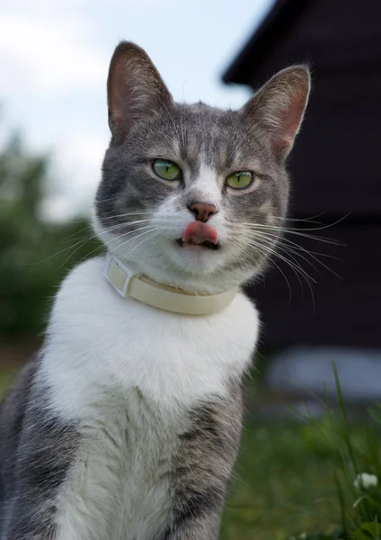 Cat portrait close up in blurry dirty natural background, cat with tongue outside — Stock Photo, Image