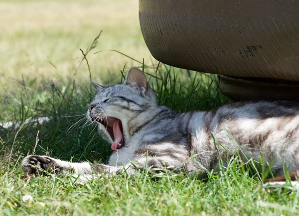 Yawning cat close up in blur background on a shadow, sleepy cat, grey big cat, funny cat in domestic background, siesta time, relaxing cat, curious cat, cat with open mouth — Stock Photo, Image