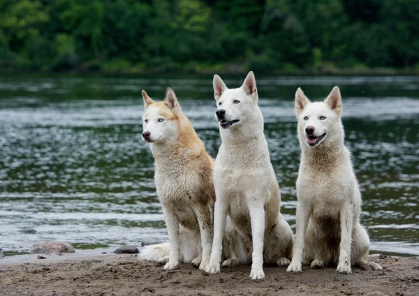 3 três bons huskies sentados perto do rio e olhando. Huskies são usados em corridas de cães de trenó — Fotografia de Stock