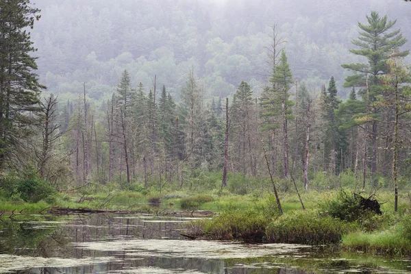 Mysterious forest in park de la Mauricie, Canada, Quebec Province. Canadian landscape — Stock Photo, Image