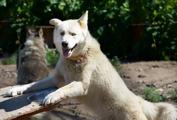 Porträt Huskies Hund — Stockfoto