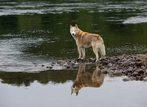 Huskie ve bulutlu yağmurlu bir gün, ıslak dış yapraklar, ıslak köpek bir su onun yansıması — Stok fotoğraf