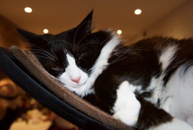 Kedi. Üzgün kedi. Kedi portre yakın kadar kamera, kedi bakışları görüntüleyiciyi, boşlukla yalvaran reklam ve metin, kedi kafası, tembel kedi için gündüz, yerli kedi, üzüntü ile seyir isteyen kedi