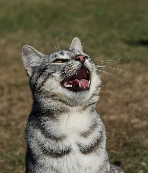 Gato con el ratón abierto de cerca, retrato de gato en fondo de hierba verde en el día nublado, gato juguetón en fondo borroso, foto —  Fotos de Stock