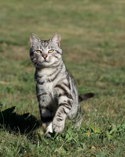 Wild cat in green grass background on cloudy day, serious cat outside, cat leopard walking in the yard