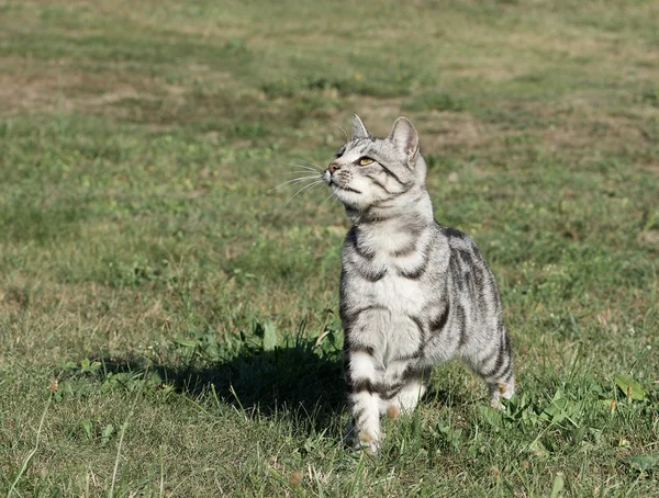 Wildkatze im grünen Gras Hintergrund an bewölkten Tagen, schwere Katze draußen, Katze Leopard zu Fuß im Hof — Stockfoto