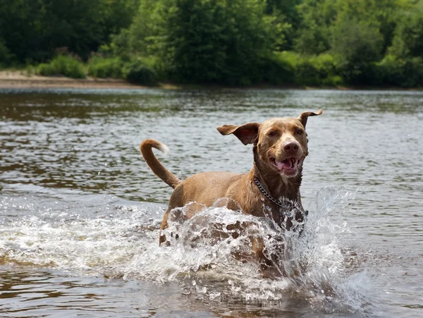 Hund som løper i vannet, hund som nyter å svømme, hundesvømming, portrett av badehund i vill elv – stockfoto