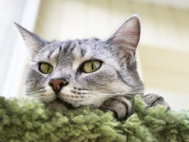 Kedi, kedi yüzünü yakın, küçük uykulu tembel kedi, tembel kedi rüya gündüz, yerli kedi, rahatlatıcı kedi, kedi dinlenme dinlenme. Üzgün kedi portresi