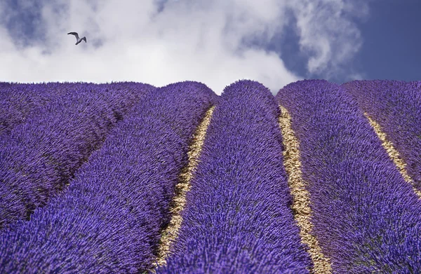 Lavanda, campo di lavanda viola, da vicino, Provenza. Sud della Francia. Fondo estivo, lavanda in fiore, campo di lavanda, lavanda blu, profumo di lavanda — Foto Stock