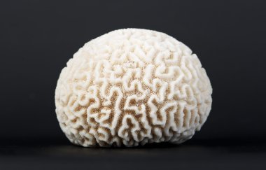 Coral isolated in dark blurry background. Coral close up clipart