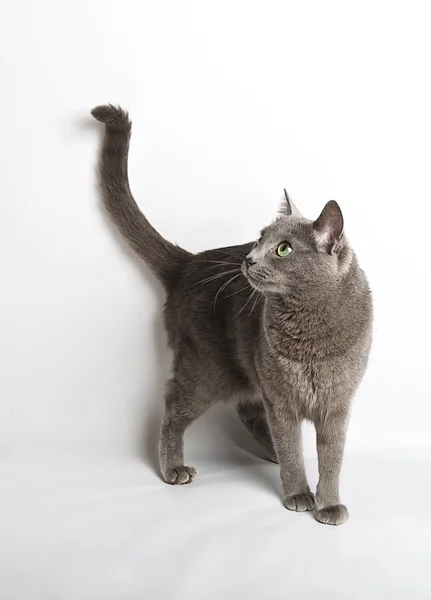 Curious Russian Blue Cat, Russian Blue cat, cat portrait, animals, domestic cat, Russian Blue, cat with green eyes, grey cat, elegant Russian Blue cat in studio — стоковое фото