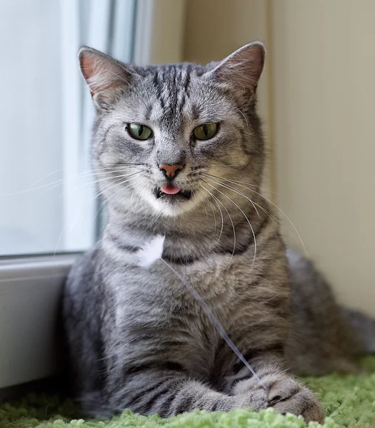 Moe grappige kat, kat met open mond, kat portret close-up, alleen hoofd gewas, geeuwen kat dicht omhoog, grappige kat, ontspannen de nieuwsgierige kat, cat, kat met open mond — Stockfoto