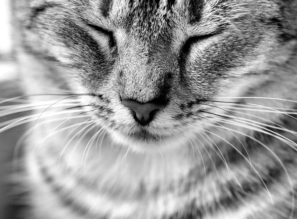 Seepy chat gros plan en noir et blanc photo — Photo