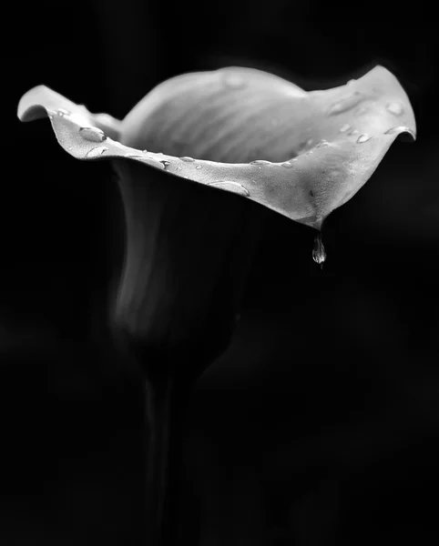 暗い騒々しい背景の黒と白の写真、B&W の写真で暗い粒状バック グラウンドにリリーの花の概念的な芸術的な写真でリリーの花 — ストック写真