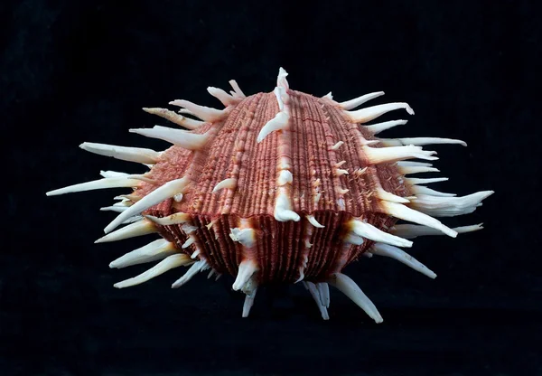 Nice seashell spondylus regius in black dark background, ocean, close up, phillipine island — Stock Photo, Image