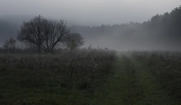 Misteriosa niebla matutina — Foto de Stock