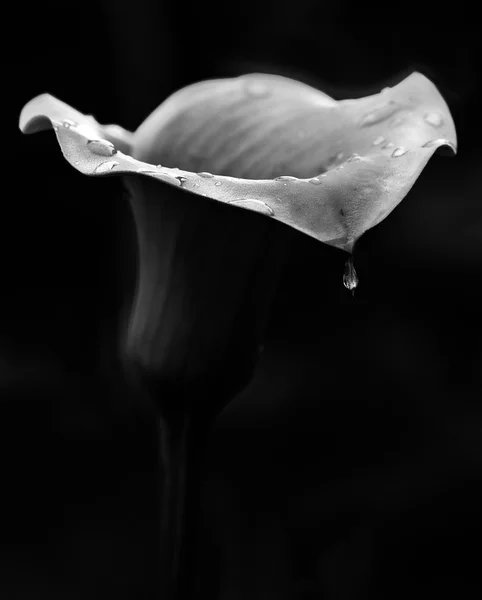 Lilly bloem in donkere lawaaierige achtergrond, conceptuele artistieke foto van lilly bloem in donkere korrelig achtergrond in zwart / wit foto, B&W foto Stockafbeelding