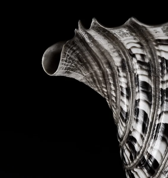 Abstracte foto van detail van zee schelp. Artistieke foto voor zee shell in sepia Stockfoto